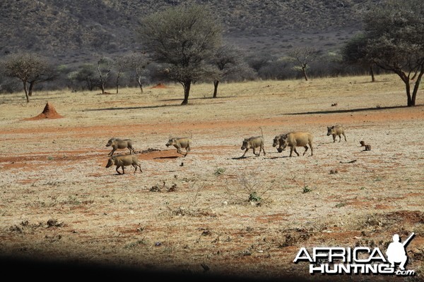 Warthog Namibia