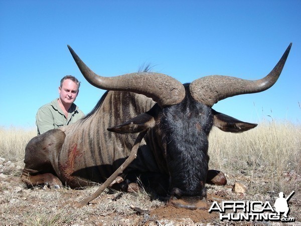 Blue Wildebeest