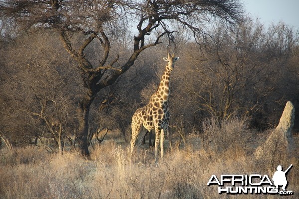 Giraffe Namibia