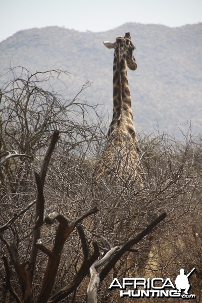 Giraffe Namibia