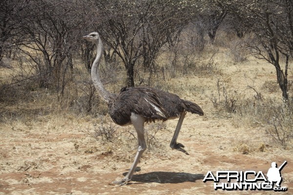 Ostrich Namibia