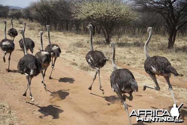 Ostrich Namibia