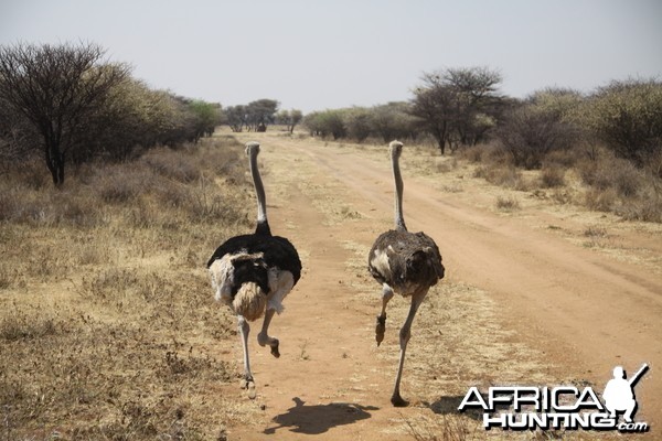 Ostrich Namibia