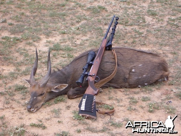 Bushbuck