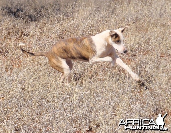 The art of hunting over hounds