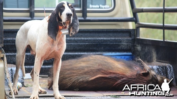 The art of hunting over hounds