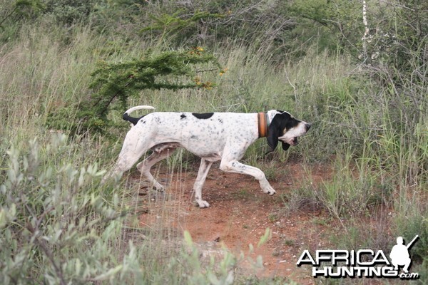 The art of hunting over hounds