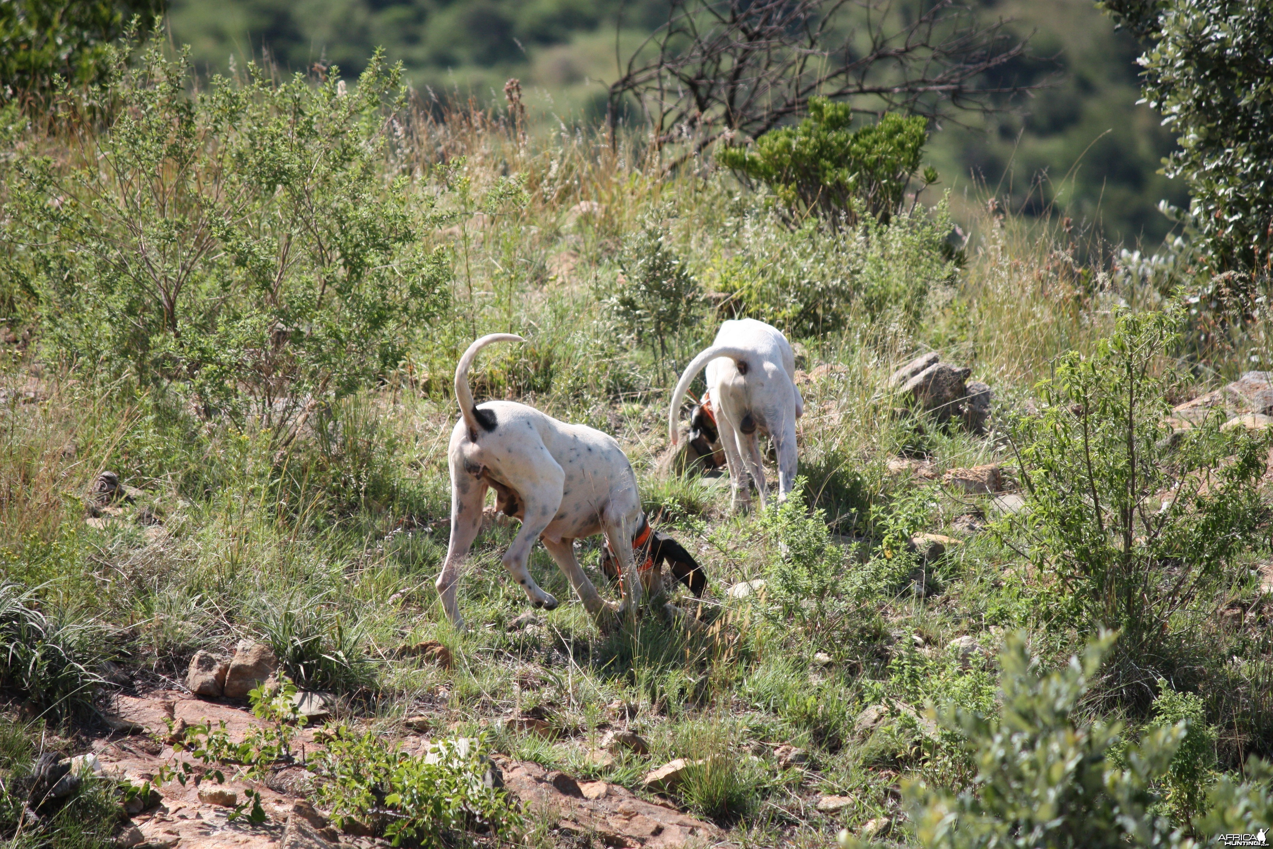 The art of hunting over hounds