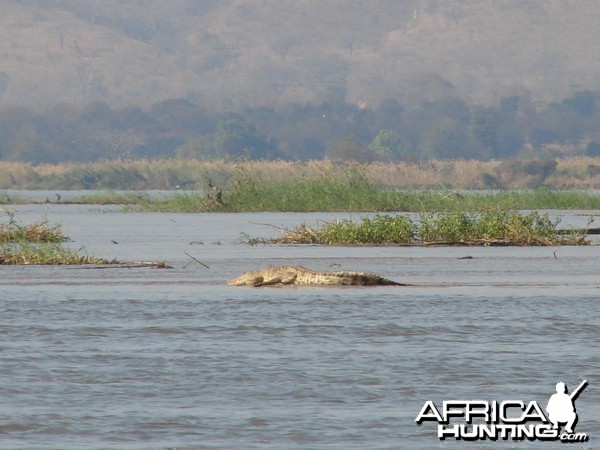 10' croc - 100 yds from the Hippo I shot