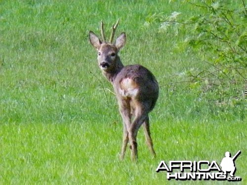 Roe deer