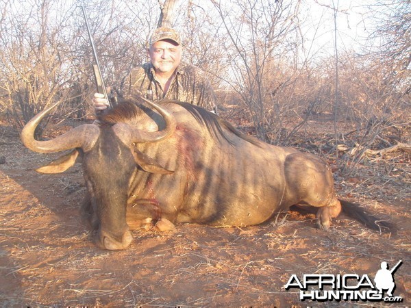 Blue Wildebeest - South Africa