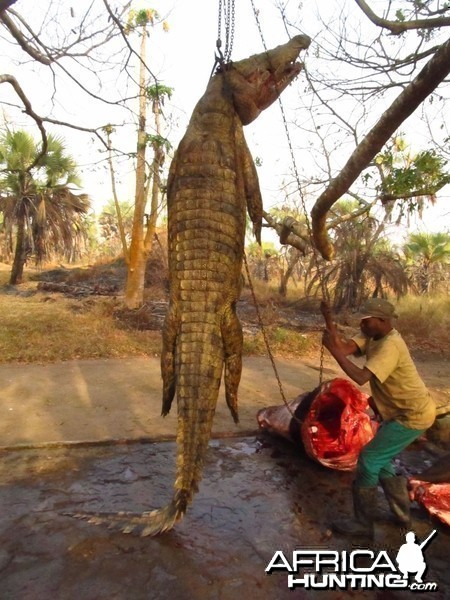 Crocodile 13/12 Feet Mozambique