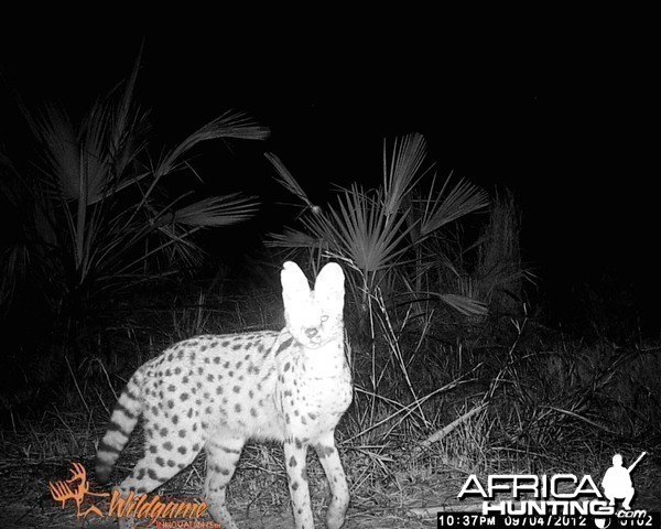 Serval Cat Mozambique Mahimba