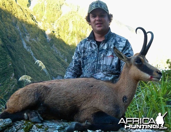 Chamois Buck