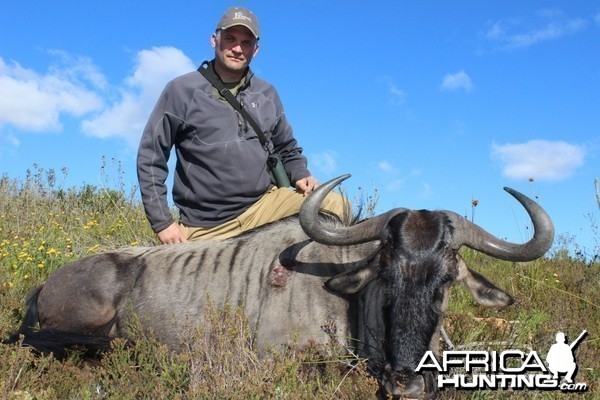 Blue wildebeest