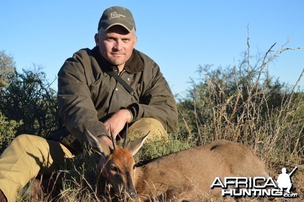 Grey duiker