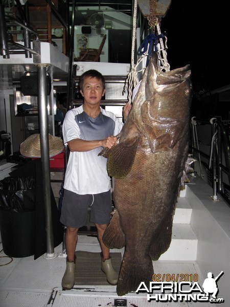 Andaman's Sea Bass