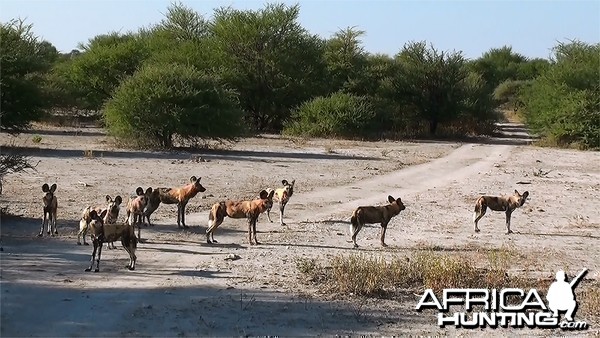 Botswana's Wild Dog