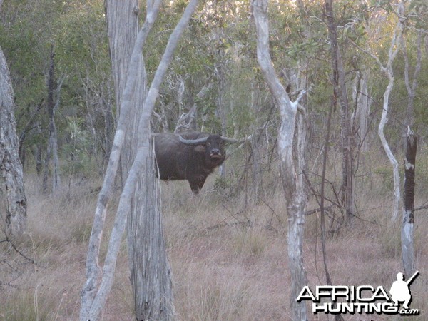 Hunting Asiatic Buffalo in Northern Australia