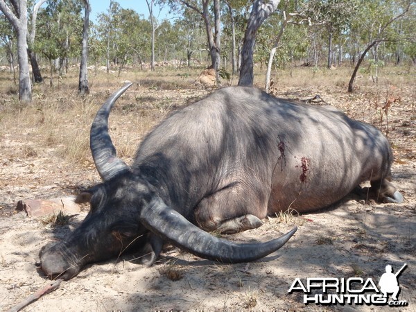 Hunting Asiatic Buffalo in Northern Australia