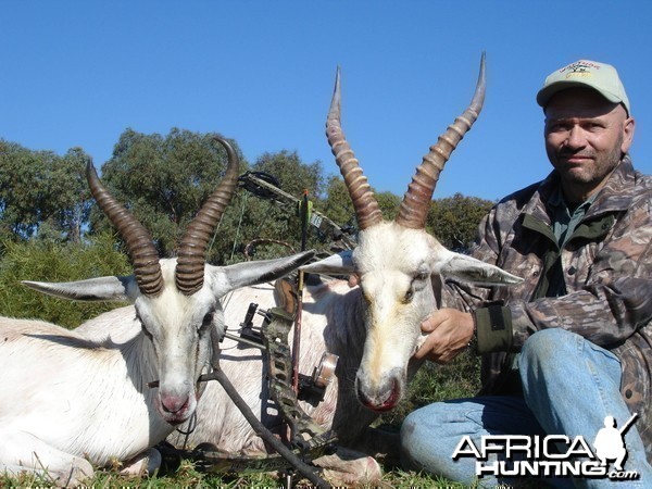 White Springbok and Blesbok with bow, took with Warthog Safaris