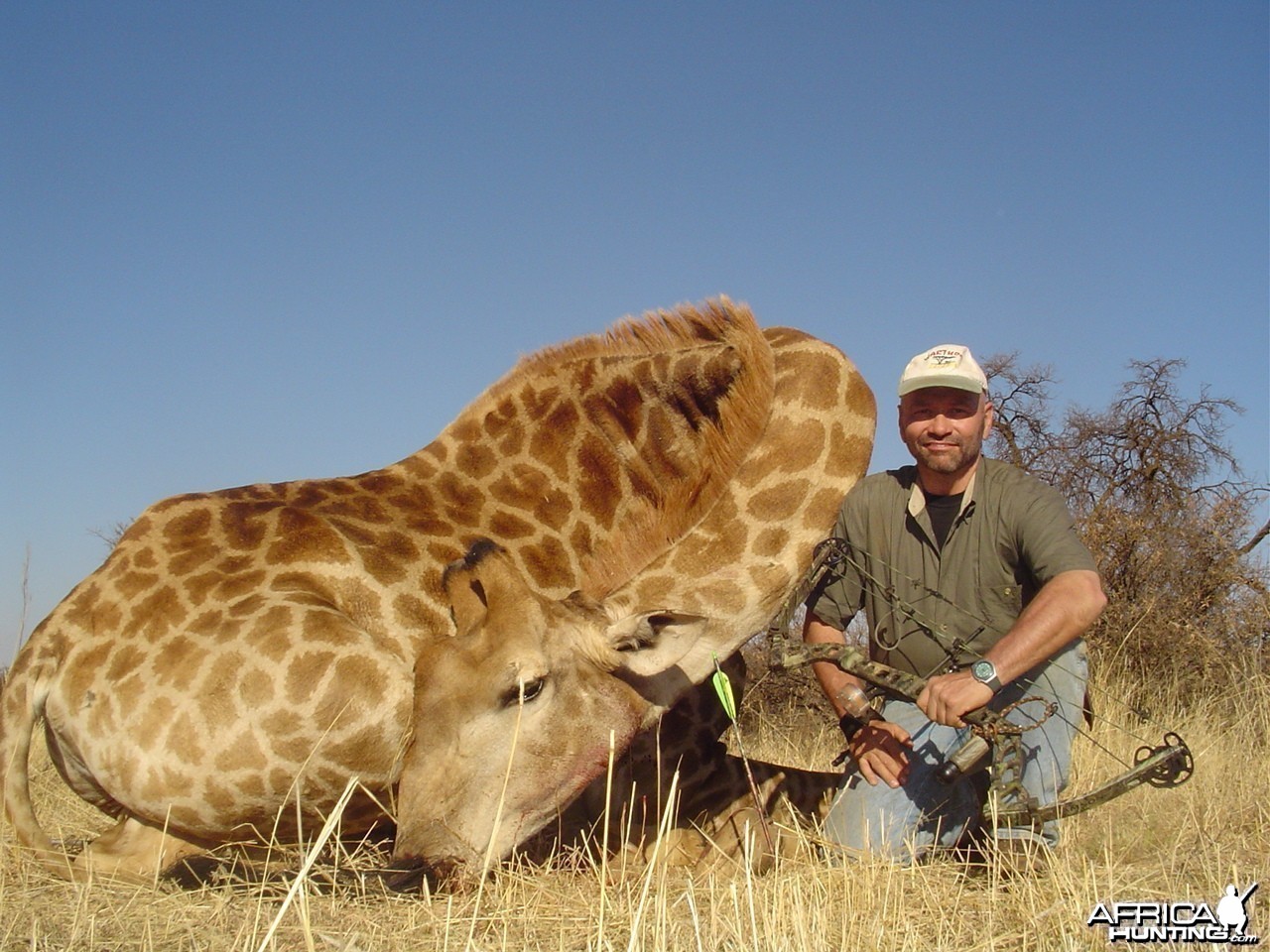 Giraffe with bow, took with Warthog Safaris