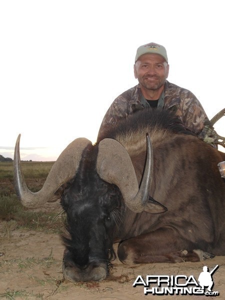 Black Wildebeest w/ bow , took with Warthog Safaris