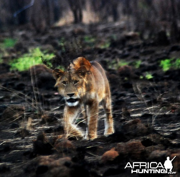 Young Lion in CAR