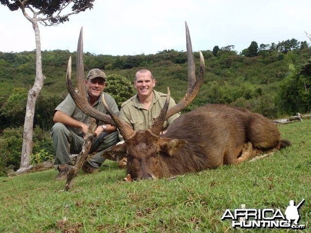 Rusa deer of 35'' in Mauritius