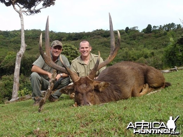 Rusa deer of 35'' in Mauritius