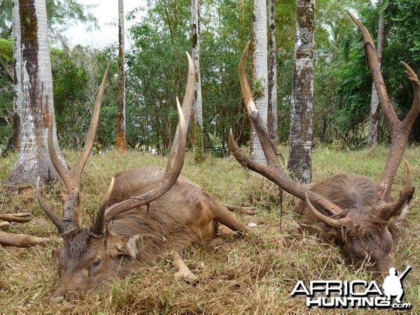 Rusa Deer in Mauritius