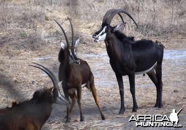 Roosevelt Sable - Tanzania