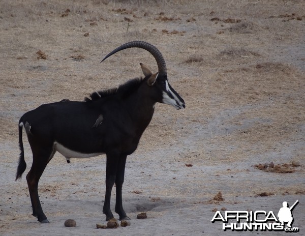 Roosevelt Sable - Tanzania