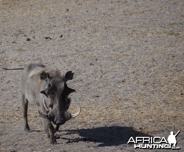 Warthog - Tanzania