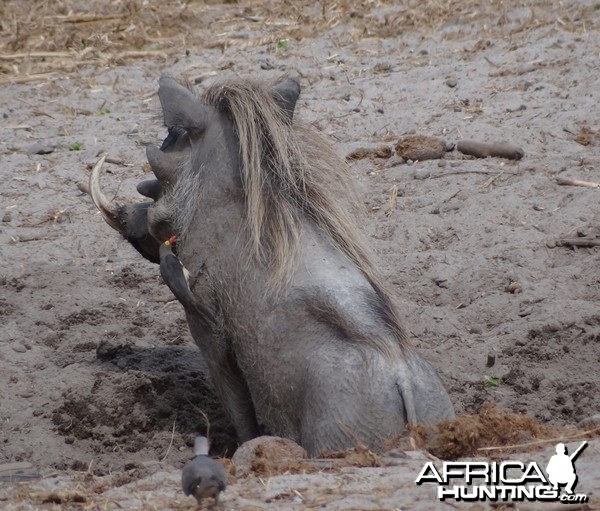 Warthog - Tanzania