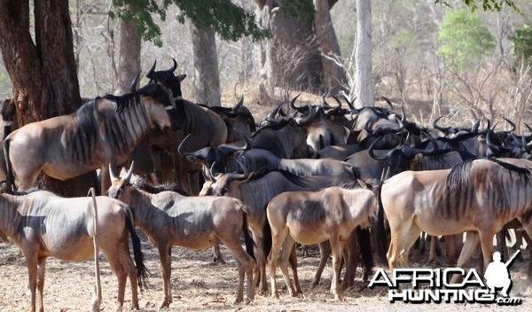 Nyasaland Gnu - Tanzania