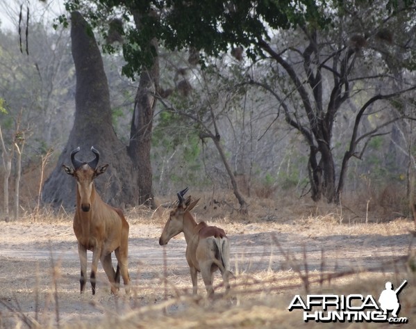 Liechtenstein hartebeest