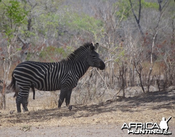 Zebra - Tanzania