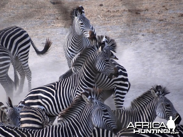 Zebra - Tanzania