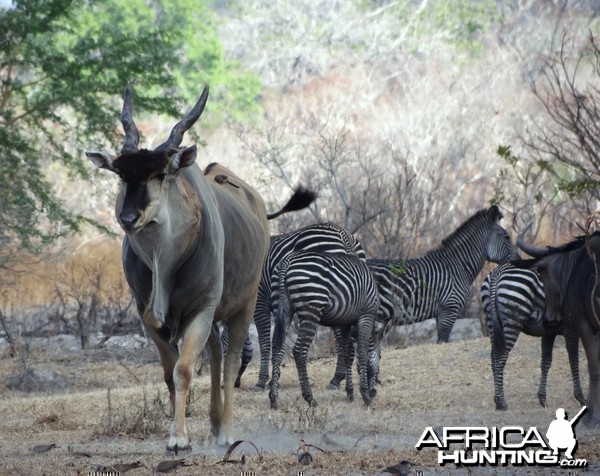 Eland - Tanzania