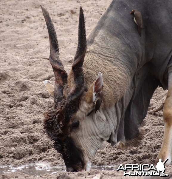 East African Eland - Tanzania