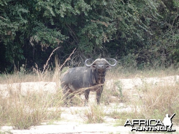 42'' cape buffalo - Tanzania