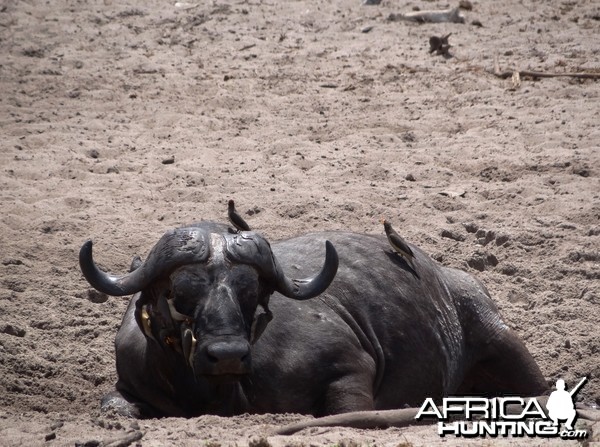 Cape Buffalo - Tanzania