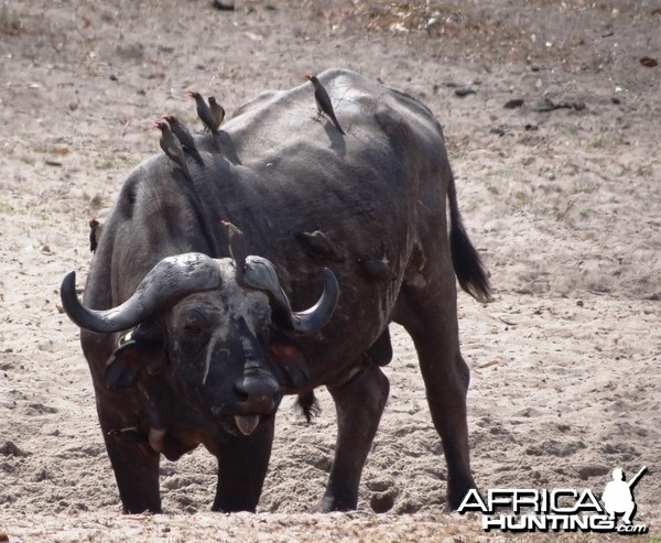 Cape Buffalo - Tanzania