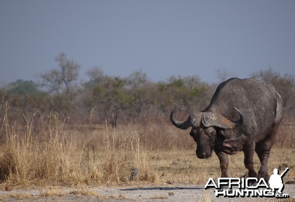 Cape buffalo - Tanzania