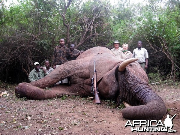 Elephant Zimbabwe