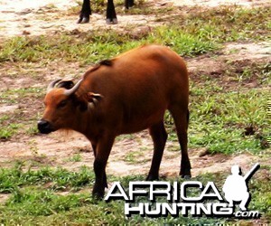 Young Forest Buffalo in CAR