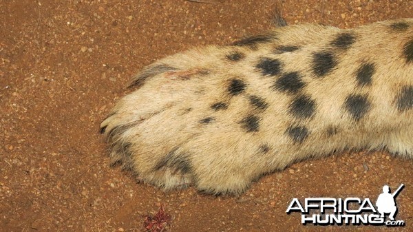 Cheetah front paw