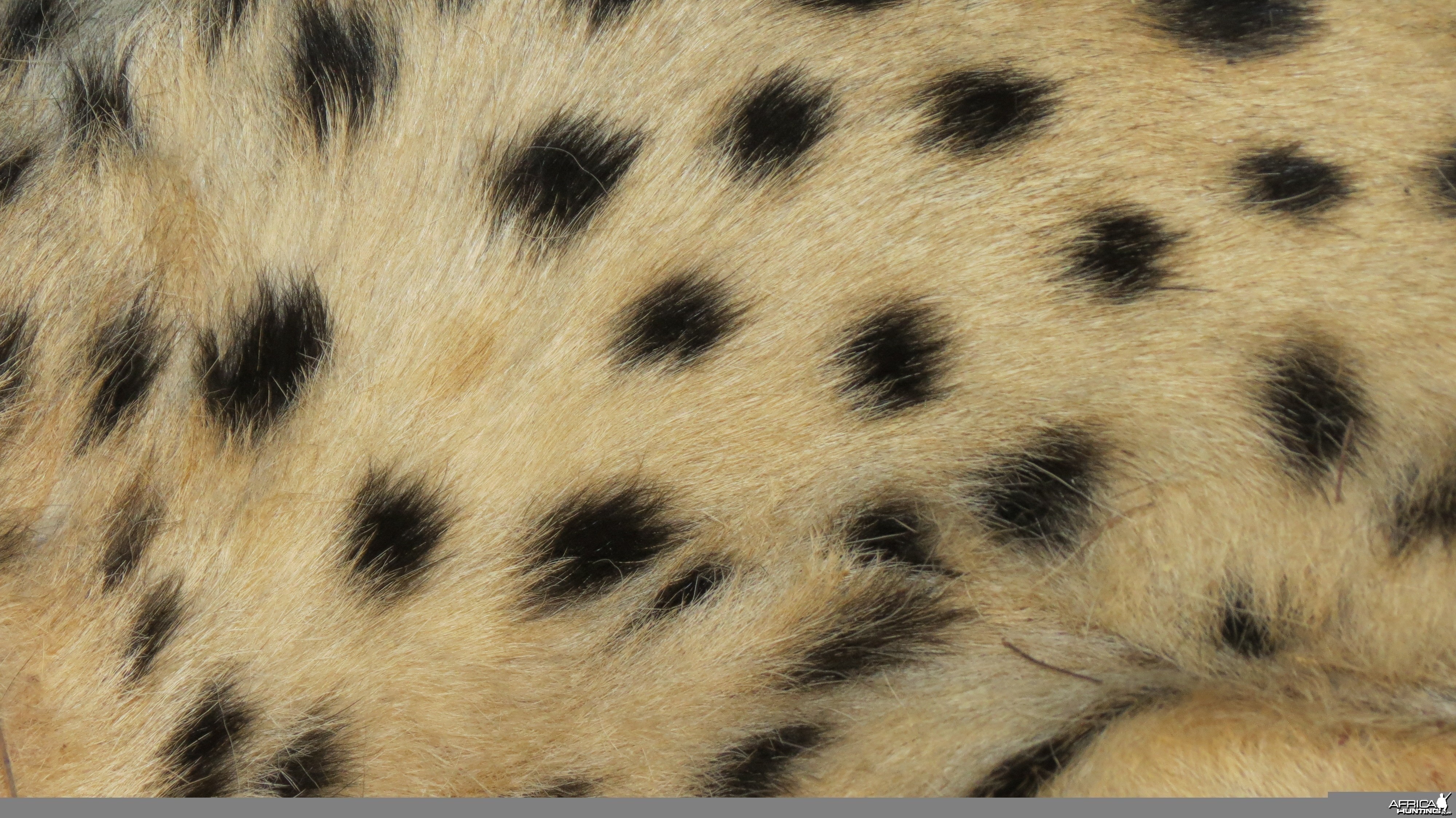 Cheetah fur