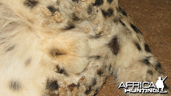 Cheetah genitals